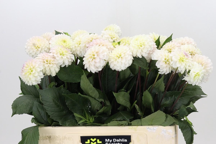 <h4>Dahlia White Isa</h4>