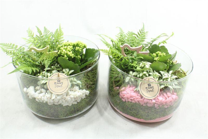 <h4>4689 CILINDER XL ROZE/WIT</h4>