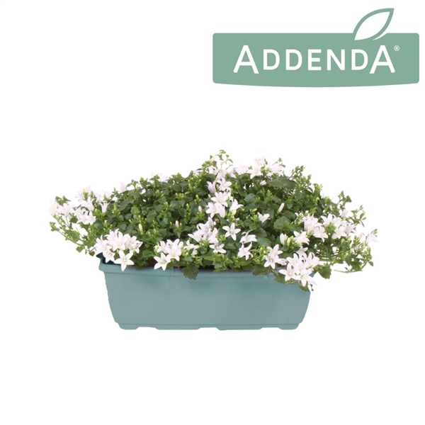 <h4>Campanula Ambella Pure White Bloembak 27 cm</h4>