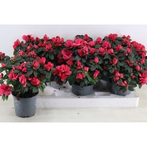 RHODO SI NORDL VOGEL