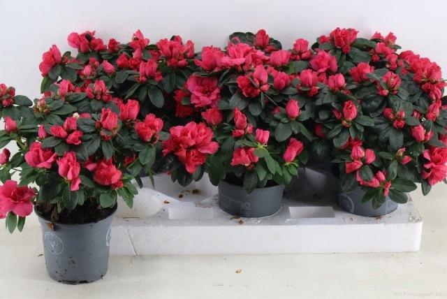 <h4>RHODO SI NORDL VOGEL</h4>