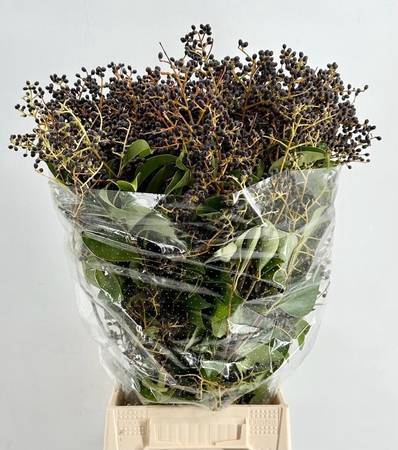 <h4>Ligustrum Black Berries</h4>