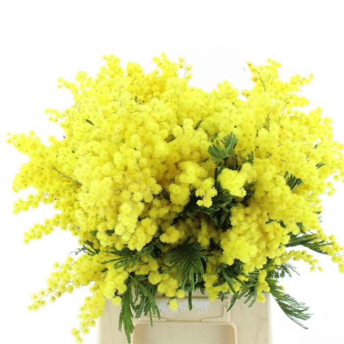 <h4>ACACIA BAILEYA BL BS</h4>