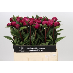 Paeonia Red Sarah Bernhardt
