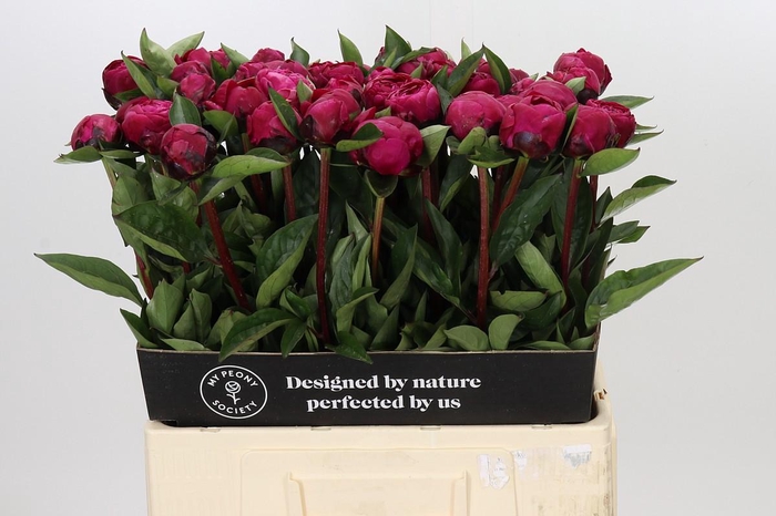 <h4>Paeonia Red Sarah Bernhardt</h4>