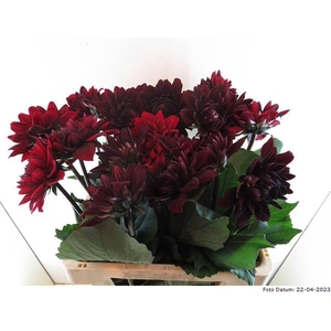 Dahlia Karma Choc Baars
