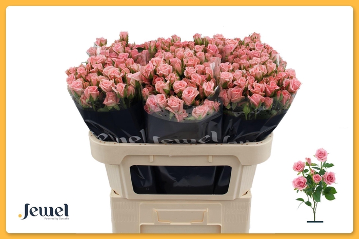 <h4>ROSA TR 'ODILIA'</h4>