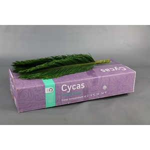 CYCAS (BOX)