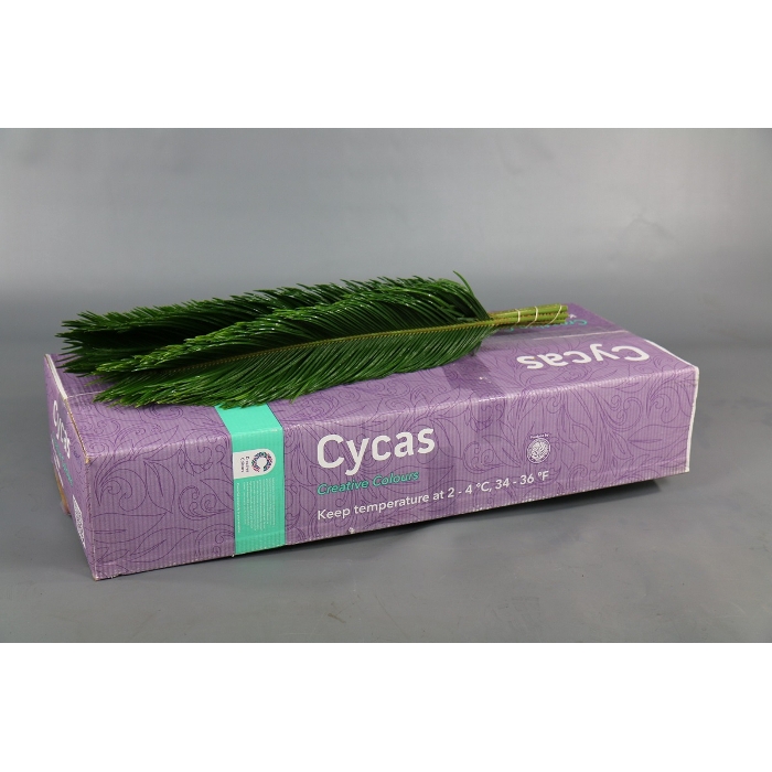 <h4>CYCAS REVOLUTA CREATIVE COLOURS</h4>