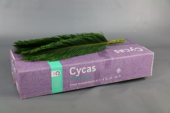 <h4>CYCAS</h4>