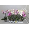 Phal Gem