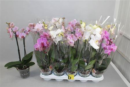 Phal Gem