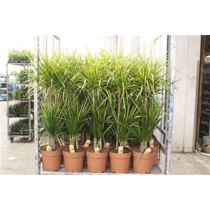 Dra Marg Sunray 60-30-15 Cm