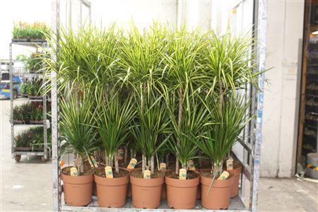 <h4>Dra Marg Sunray 60-30-15 Cm</h4>