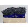 Eryngium Blue Dynamite