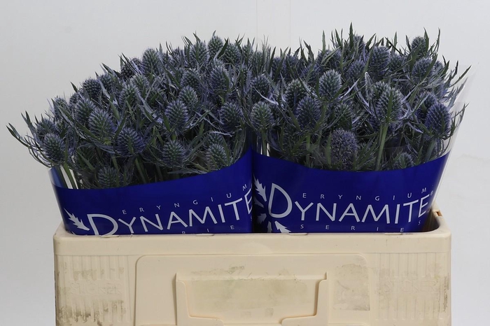 Eryngium Blue Dynamite