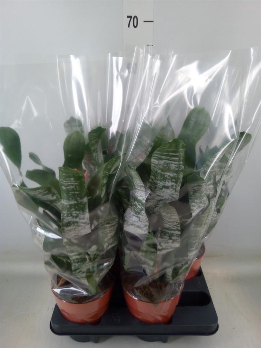 <h4>Aechmea   ...</h4>