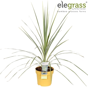 Cordyline australis 'Lime Passion' P14