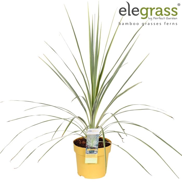 <h4>Cordyline australis 'Lime Passion' P14</h4>