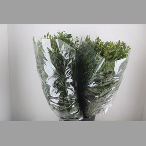 Euca Parvifolia 200gr P Bunch