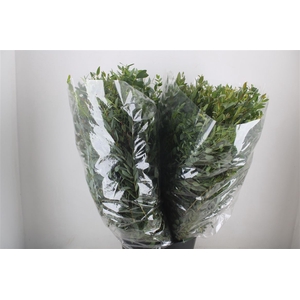 Euca Parvifolia 200gr P Bunch