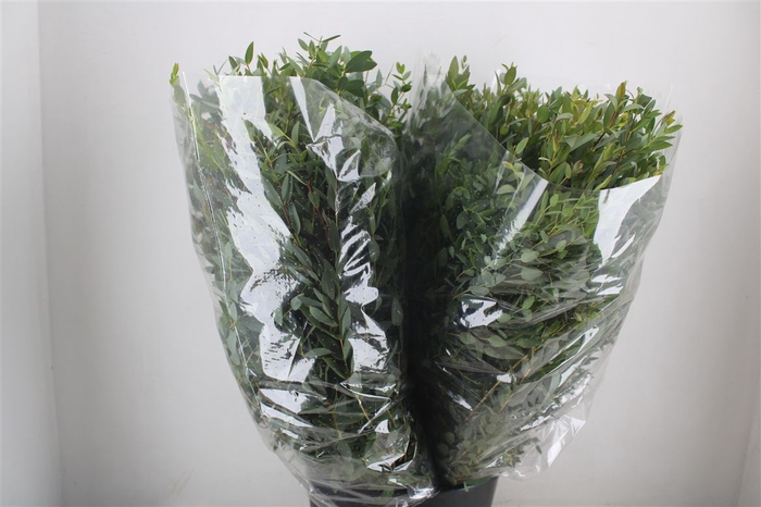 <h4>Euca Parvifolia 200gr P Bunch</h4>