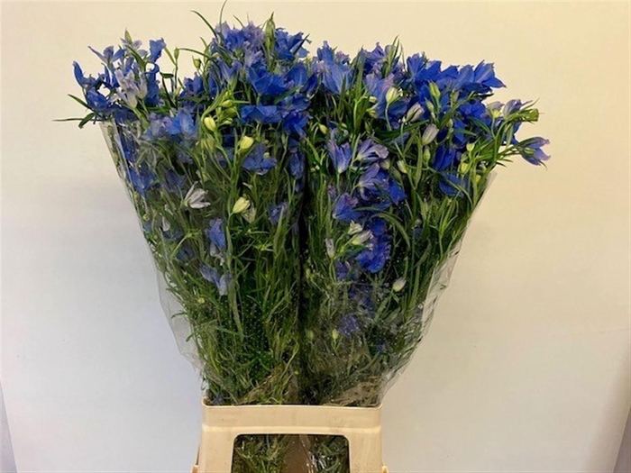 <h4>Delph En Energy Blue</h4>