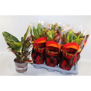 Croton Excellent 17cm in design hoes
