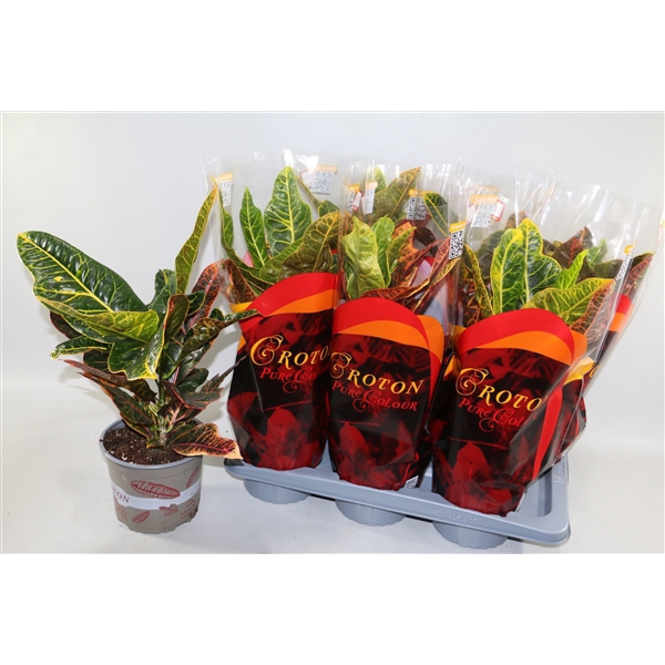 <h4>Croton Excellent 17cm in design hoes"Sunshiners®"</h4>