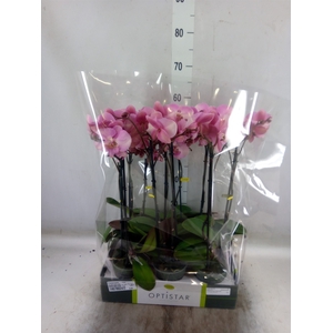 Phalaenopsis   ...rose