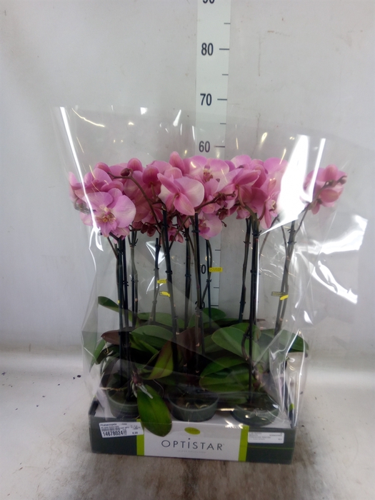 <h4>Phalaenopsis   ...rose</h4>