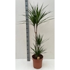 Dra Marginata