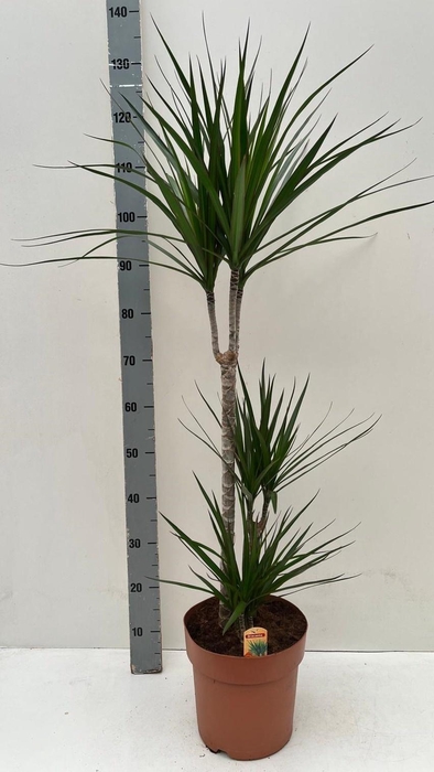 Dra Marginata