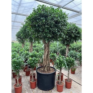 Ficus Nitida