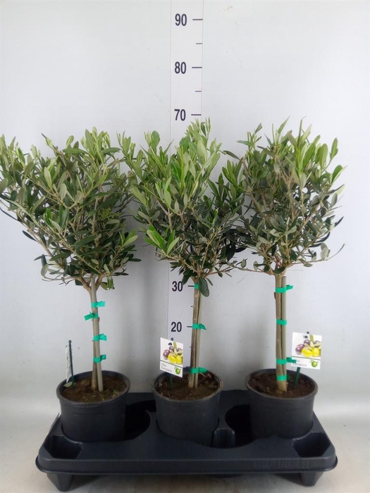 <h4>Olea europaea</h4>