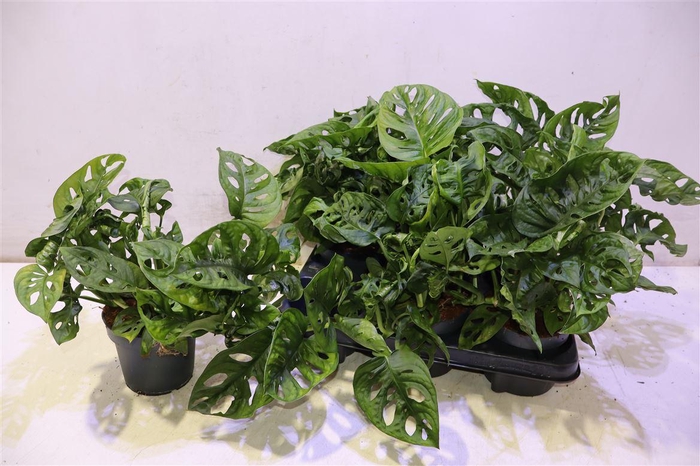 <h4>Monstera Monkey Leaf</h4>