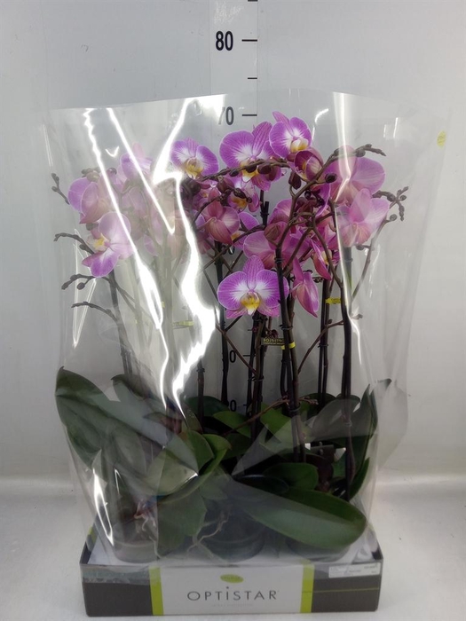 <h4>Phalaenopsis ...lilac</h4>