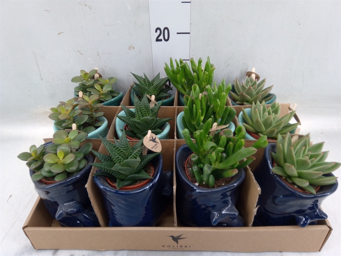 <h4>Succulents   ...mix 3</h4>