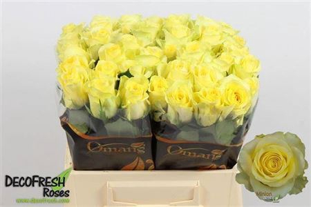 <h4>R Gr Minion Rose</h4>