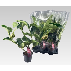 Medinilla Magnifica 17Ø 70cm 2fl