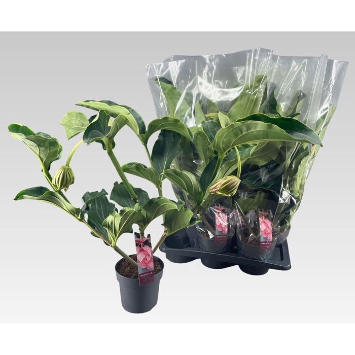 <h4>Medinilla Magnifica 17Ø 70cm 2fl</h4>