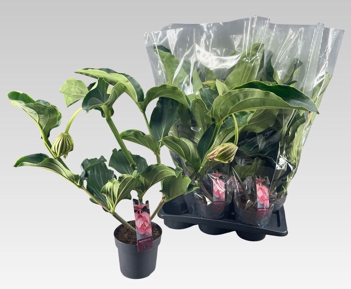 Medinilla Magnifica 17Ø 70cm 2fl