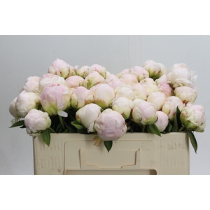 Paeonia Mothers Choice