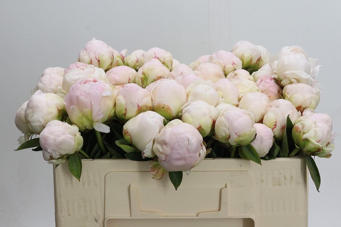 <h4>Paeonia Mothers Choice</h4>