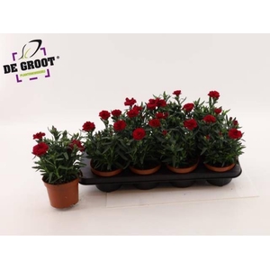 DIAN OSC CHERRY