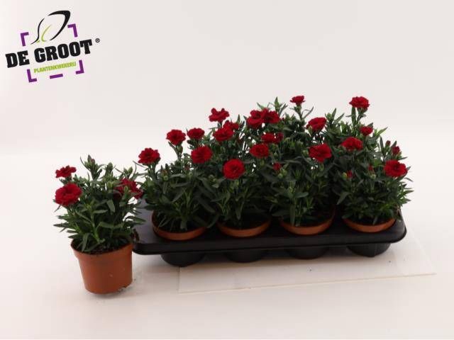 <h4>DIAN OSC CHERRY</h4>