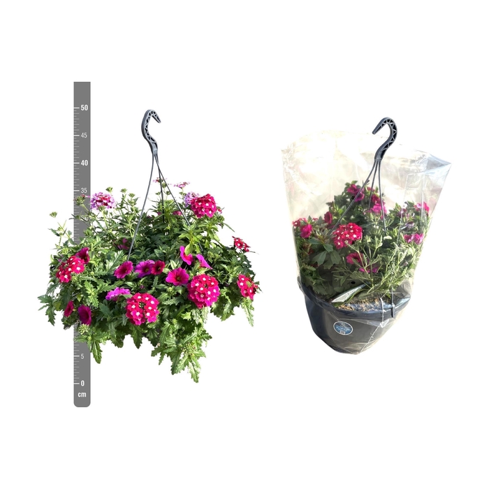 <h4>PERKPL GEM IN POT</h4>