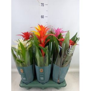 Guzmania   ...mix