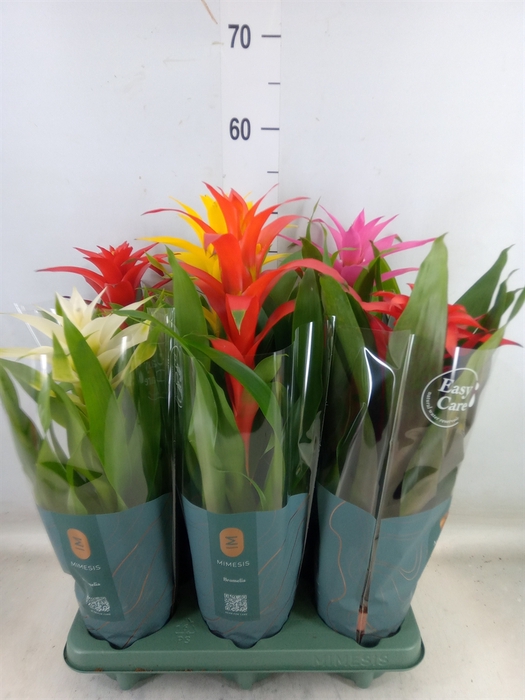 <h4>Guzmania   ...mix</h4>