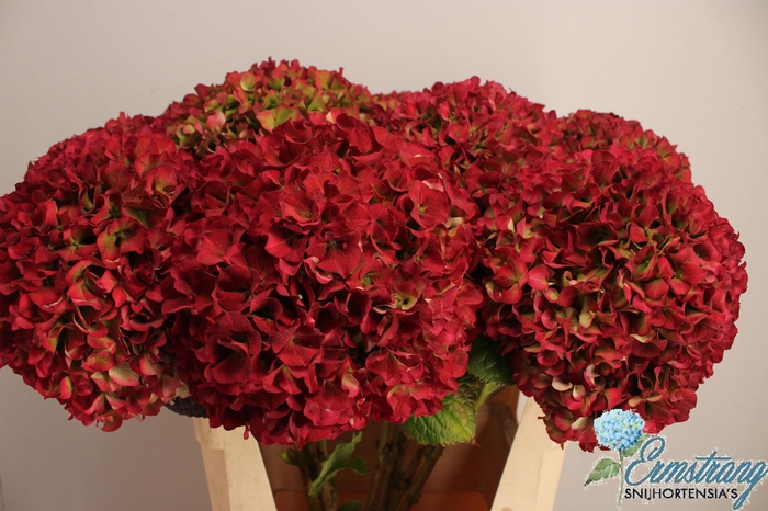 <h4>HYDR M GLOW ALPS CL</h4>